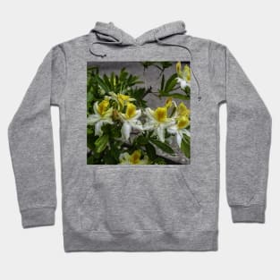 Azaleas in Bloom Hoodie